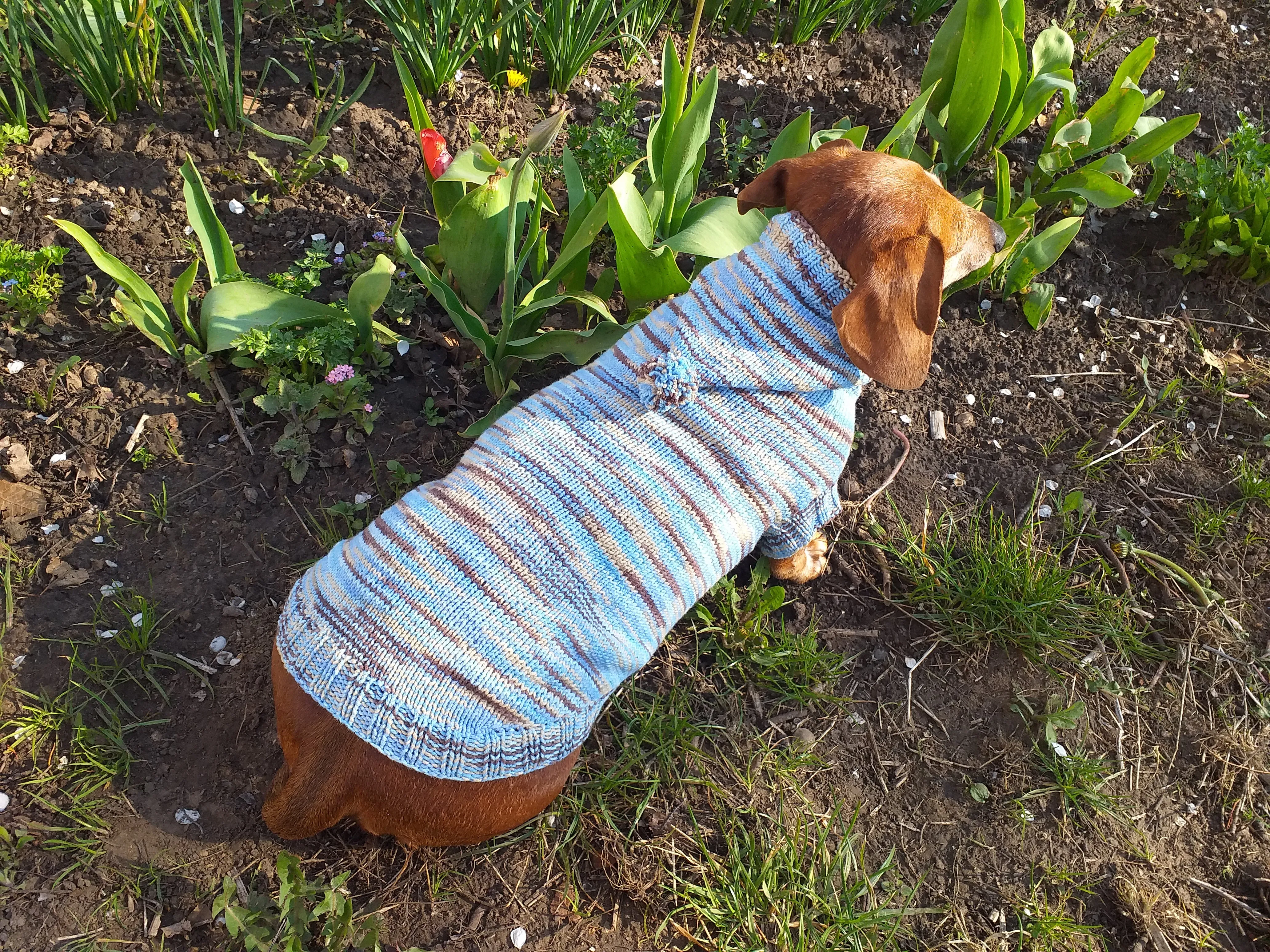 Knitted hoodie sweater for dog, hoodie for miniature dachshund