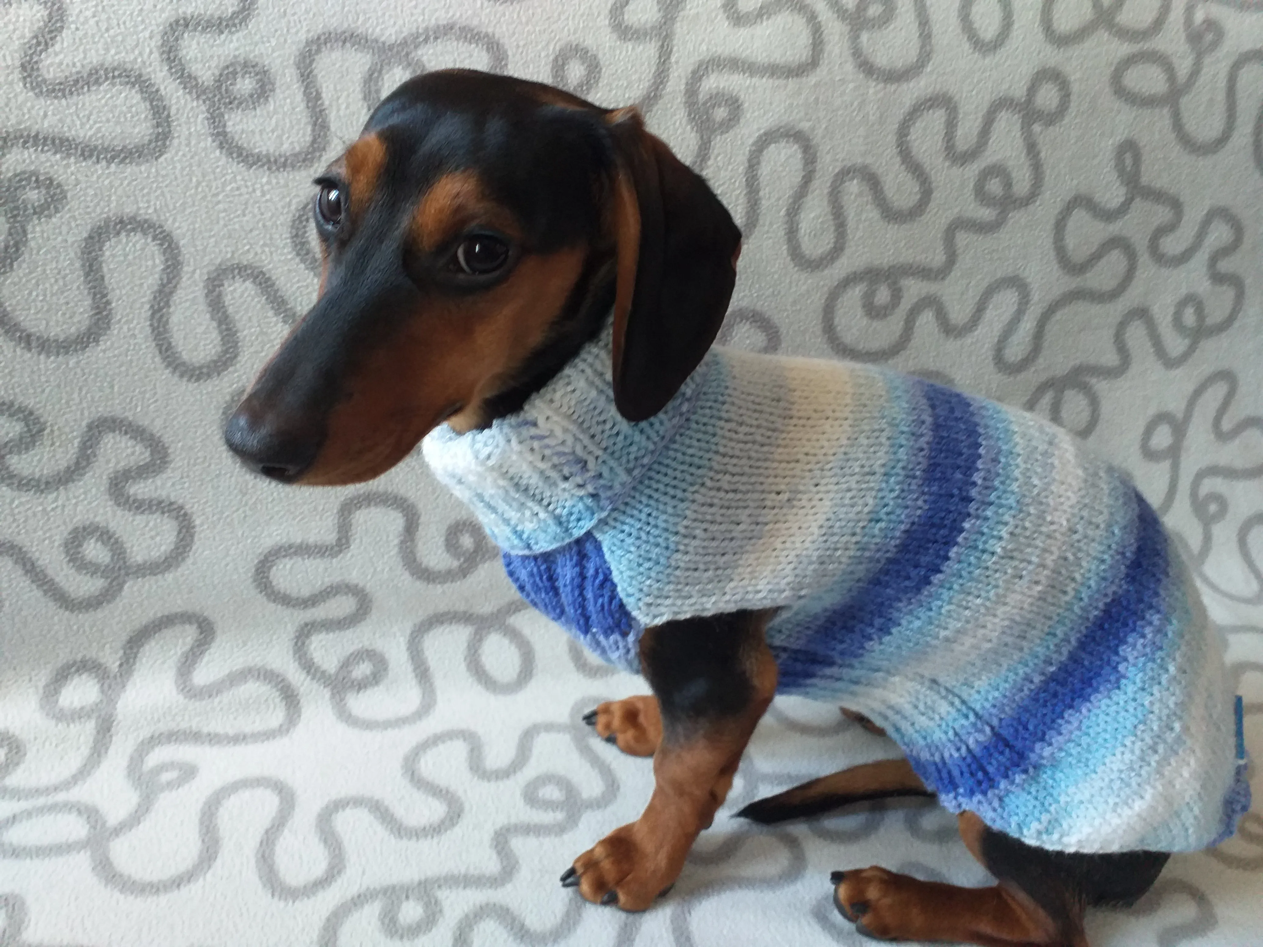 Melange sweater for mini dachshund,Dachshund Sweater, Dog Clothes, Dog sweater, Dachshund clothes, Wiener dog clothes, Winter dog sweater